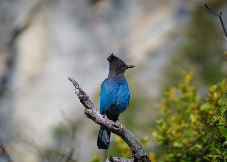 Blauer Vogel sitzt auf Ast