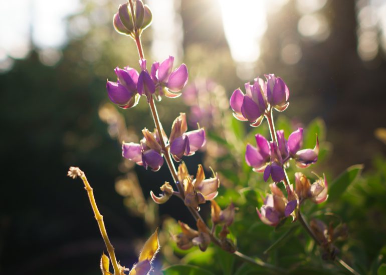 Violette Blumen mit der Sonne im Hintergrund