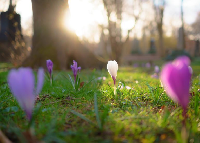 Weißer Krokus umgeben von violetten Krokussen beim Sonnenuntergang