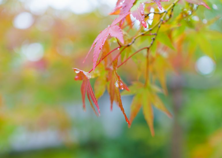 Rote Herbstblätter mit Wassertropfen
