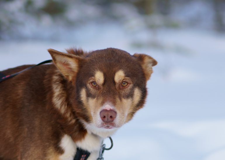 brauner Husky blickt in die Kamera