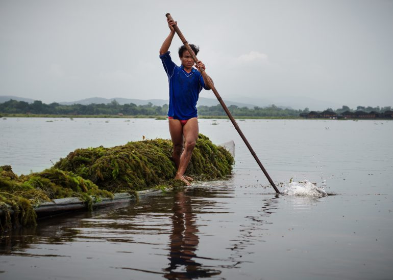 Mann mit blauem Shirt entfernt Algen aus Inle Lake