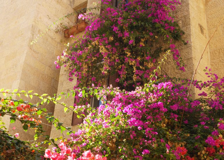 Bunte Blumen an Hausfassade in Jerusalem