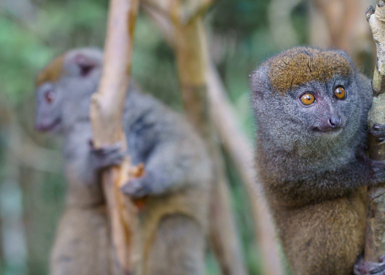 zwei Lemuren klammern sich an Ästen fest