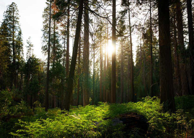 grün leuchtender Wald bei Sonnenuntergang in Kalifornien