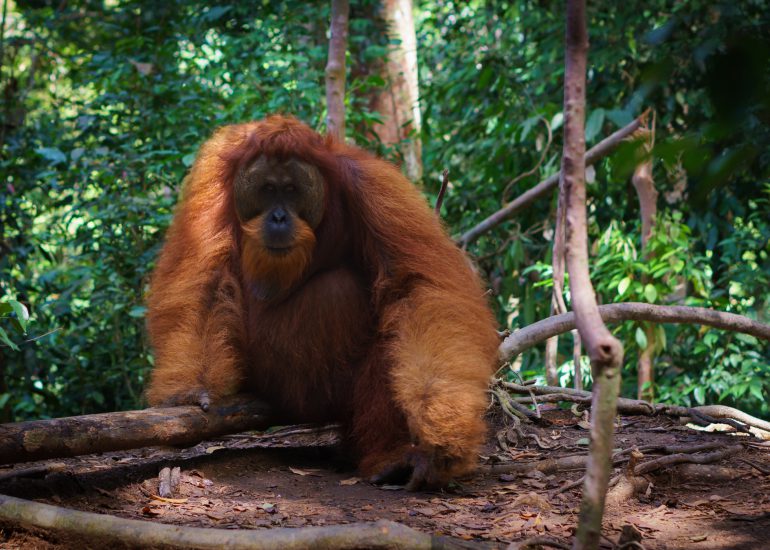 Männlicher Orang Utan im Dschungel blickt in Kamera