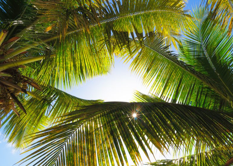 Palmenkrone vor blauem Himmel