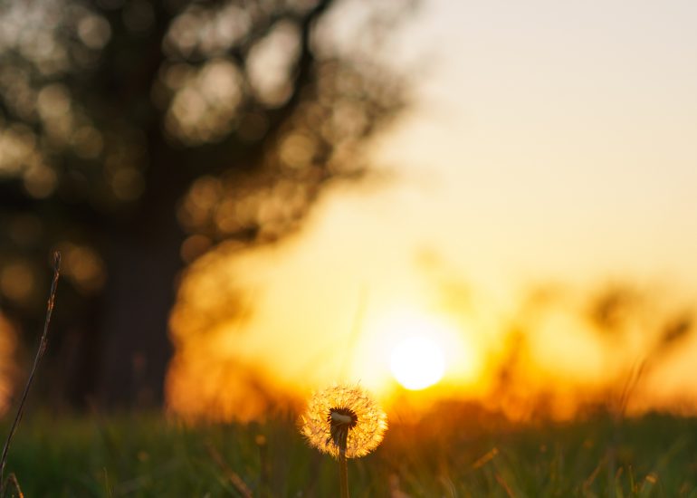 Sonnenblume vor der untergehenden Sonne
