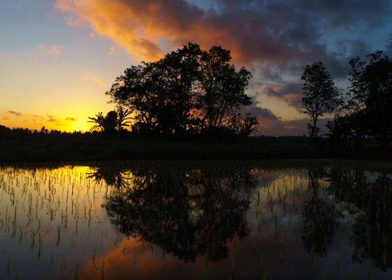 Sonnenuntergang auf Bali mit buten Wolkenspiegelungen im Reisfeld