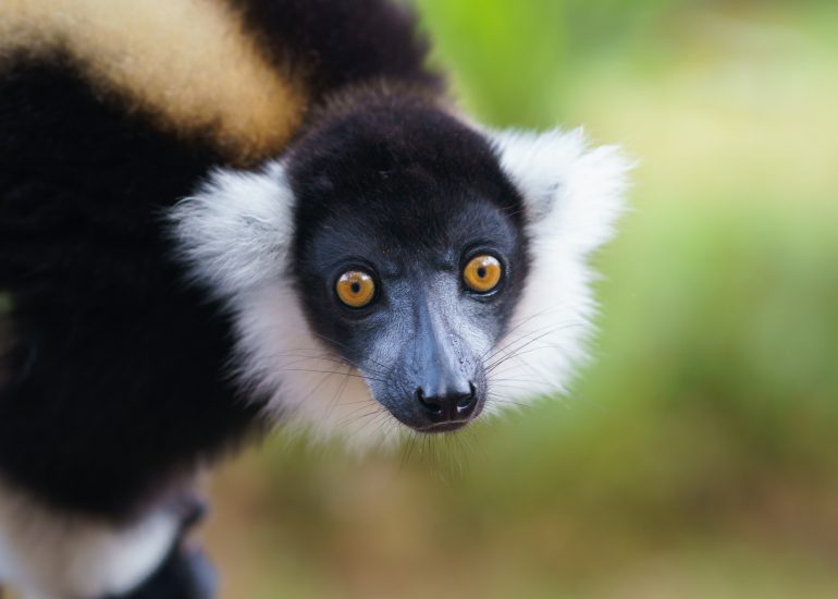 Varis Lemur blickt in die Kamera