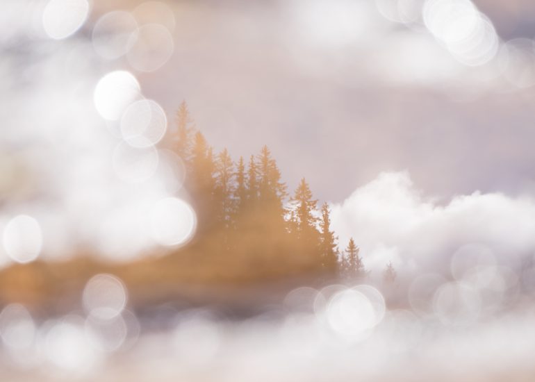 Wald mit Himmel und starkem Bokeh