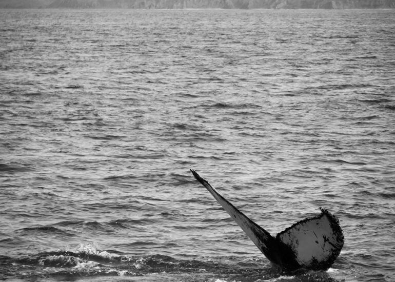 Schwanzflosse eines Blauwals ragt aus dem Wasser, darüber fliegt eine Möwe