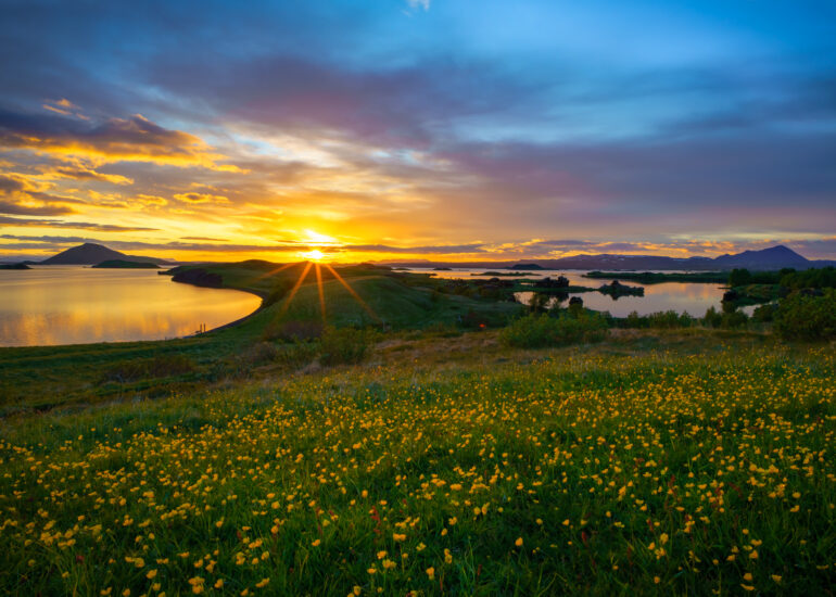 Sonnenuntergang am See mit gelben Blumen im Vordergrund