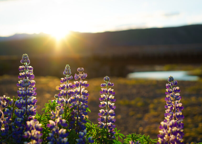 Sonnenuntergang mit Lupinen