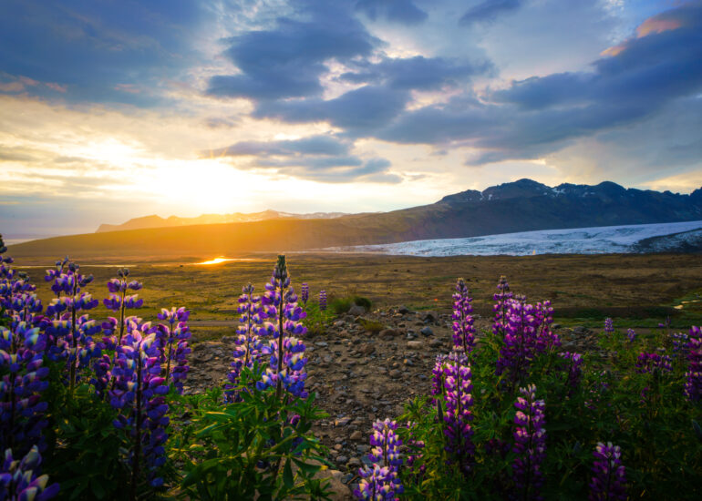 Sonnenuntergang mit Gletscher und Lupinen