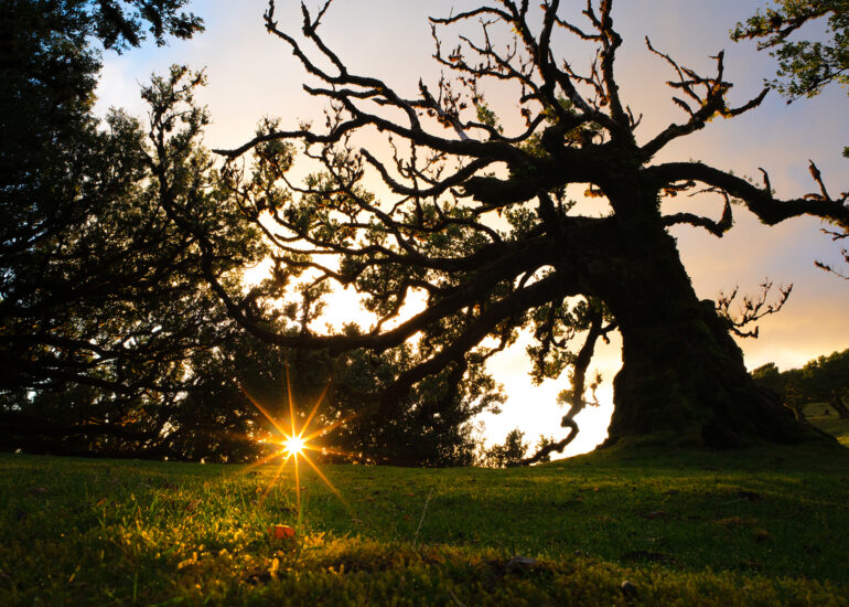 Sonnenaufgang mit Sonnenstern im Feenwald mit großem Lorbeerbaum im Vordergrund