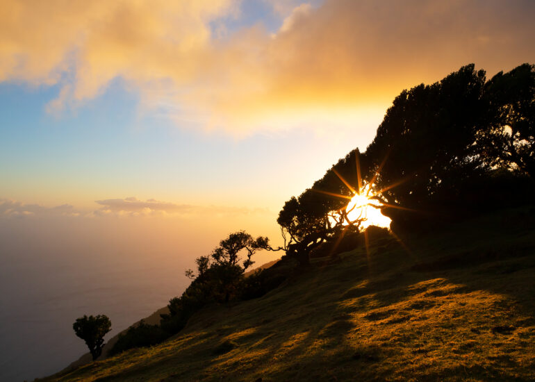 Sonnenaufgang mit Sonnenstern im Feeenwald mit Blick auf Bäume und den Ozean