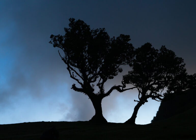 zwei Lorbeerbäume im Feenwald auf Madeira vor blauem Himmel bei Sonnenaufgang