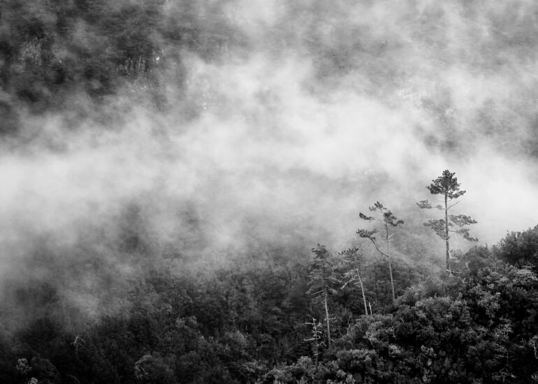 Madeiras Urwald mit Nebel